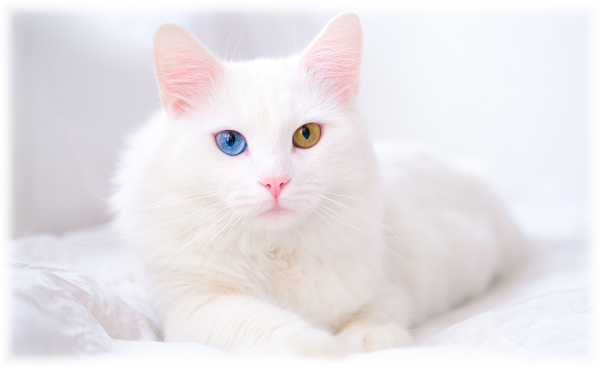 Angora