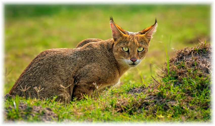 Chausie