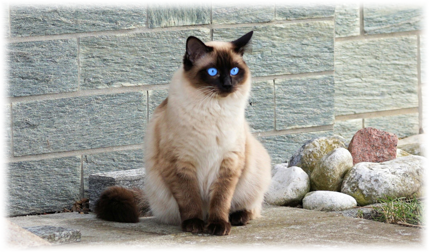 Siamese