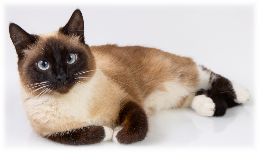 Snowshoe