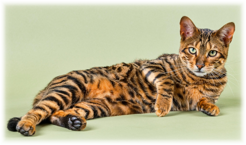 Toyger